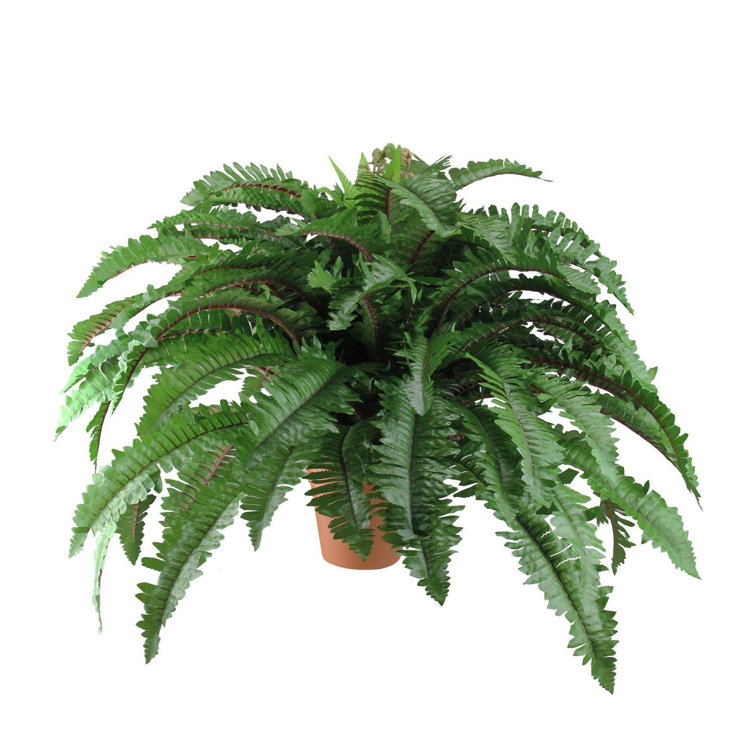 Northlight 19'' Faux Fern Plant in Pot Wayfair